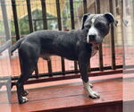 Small #6 American Pit Bull Terrier Mix