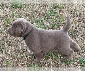 Medium Labrador Retriever