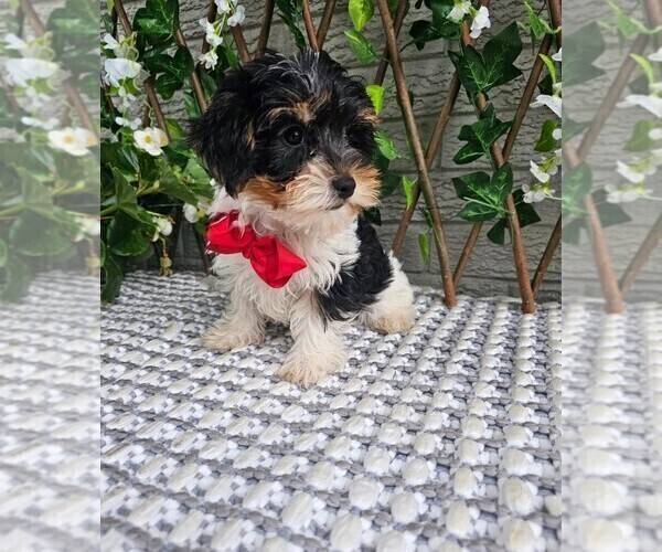 Medium Photo #5 Yorkshire Terrier Puppy For Sale in INDIANAPOLIS, IN, USA