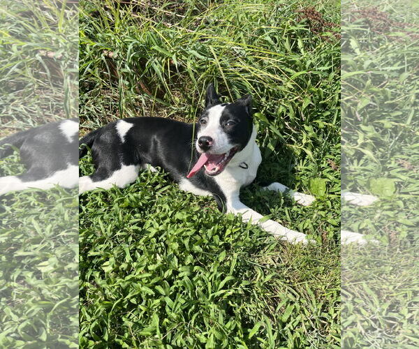 Medium Photo #2 Mutt Puppy For Sale in Jackson Township, NJ, USA