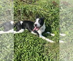 Small #1 Mutt