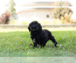 Small #13 Schnoodle (Miniature)