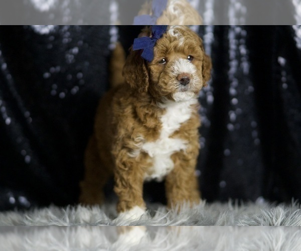 Medium Photo #4 Goldendoodle (Miniature) Puppy For Sale in WARSAW, IN, USA