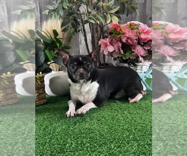 Medium Photo #1 Chihuahua Puppy For Sale in CANOGA, NY, USA