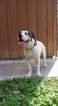 Small Photo #1 Olde English Bulldogge Puppy For Sale in ROLLA, MO, USA