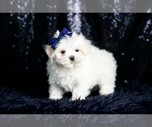 Medium Maltese