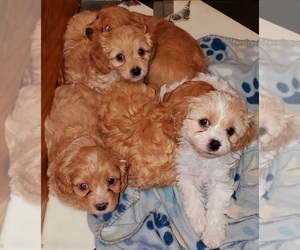 Cavapoo Puppy for sale in HARMONY, PA, USA