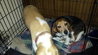 Father of the Beagle puppies born on 03/21/2016