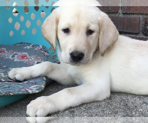 Medium Photo #13 Labrador Retriever Puppy For Sale in MENTONE, CA, USA