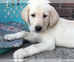 Small Photo #13 Labrador Retriever Puppy For Sale in MENTONE, CA, USA
