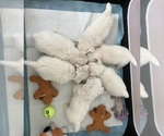 Small #4 West Highland White Terrier