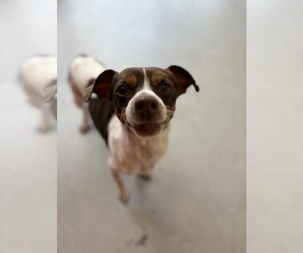 Medium Photo #6 Jackshund Puppy For Sale in Studio City, CA, USA