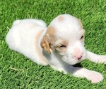 Puppy Kite English Setter