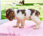 Puppy Sparky Cocker Spaniel