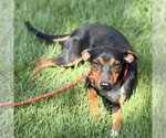 Small #3 German Pinscher
