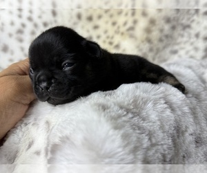 French Bulldog Puppy for Sale in OJAI, California USA