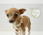 Small #2 Chihuahua