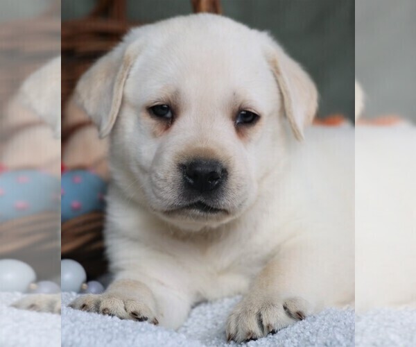 Medium Photo #10 Labrador Retriever Puppy For Sale in SYRACUSE, IN, USA