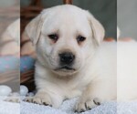 Small Photo #10 Labrador Retriever Puppy For Sale in SYRACUSE, IN, USA