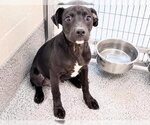 Small #2 Labrador Retriever