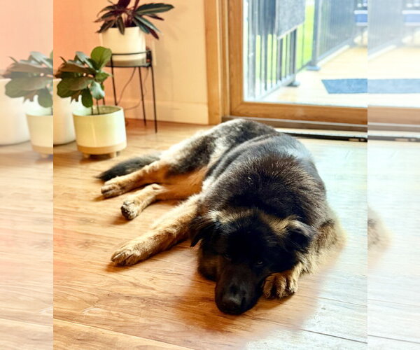 Medium Photo #4 German Shepherd Dog Puppy For Sale in North Royalton, OH, USA