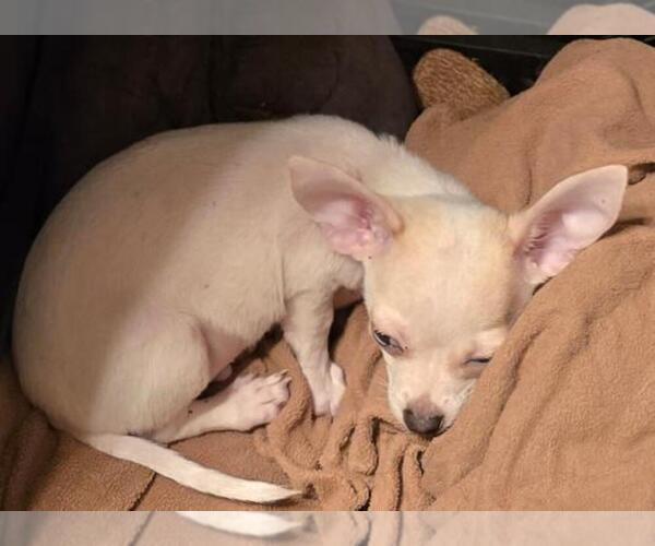 Medium Photo #3 Chihuahua Puppy For Sale in SPRINGFIELD, OH, USA