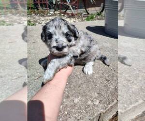 Aussiedoodle Puppy for sale in WILLIAMSBURG, KY, USA