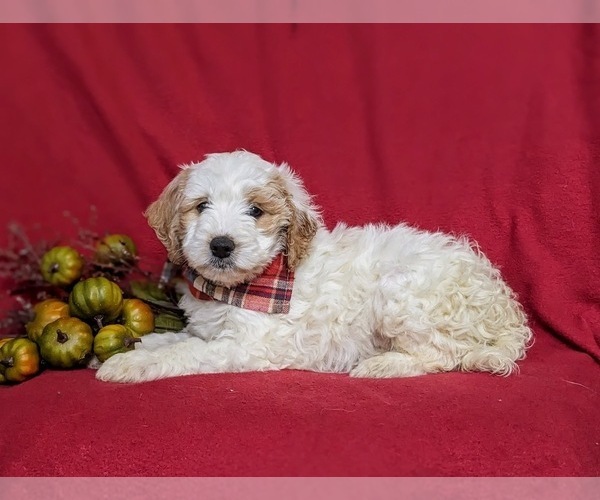Medium Photo #5 Goldendoodle (Miniature) Puppy For Sale in GLEN ROCK, PA, USA