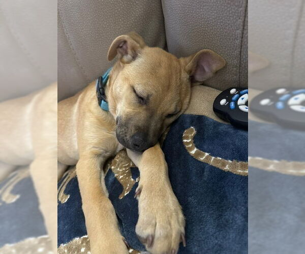 Medium Photo #9 Black Mouth Cur-Labrador Retriever Mix Puppy For Sale in Brewster, NY, USA