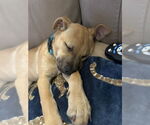 Small #8 Black Mouth Cur-Labrador Retriever Mix