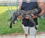 Small Photo #1 Presa Canario Puppy For Sale in SPRING LAKE, NC, USA