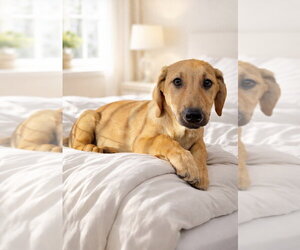 Jojo - Male Labrador Retriever Dog for Adoption - Photo #10