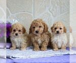 Small Photo #4 Bichpoo Puppy For Sale in GORDONVILLE, PA, USA