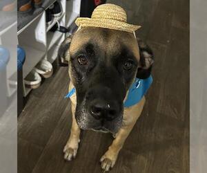 Bullmastiff-Unknown Mix Dogs for adoption in San Antonio, TX, USA