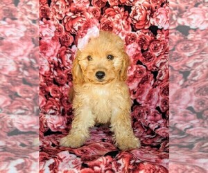 Cavachon-Poodle (Miniature) Mix Puppy for sale in AIRVILLE, PA, USA