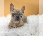 Small #2 French Bulldog