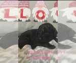 Small Photo #7 Poodle (Standard) Puppy For Sale in ARAB, AL, USA