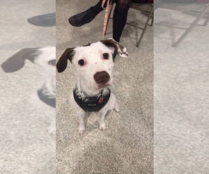 American Pit Bull Terrier-Poodle (Standard) Mix Dogs for adoption in St. Louis Park, MN, USA