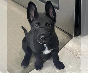 Labrador Retriever-Unknown Mix Dogs for adoption in San Diego, CA, USA