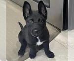 Small Labrador Retriever Mix