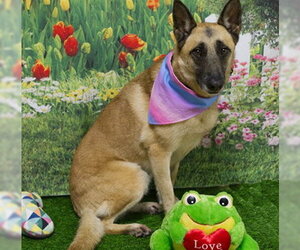 Mutt Dogs for adoption in Placerville, CA, USA