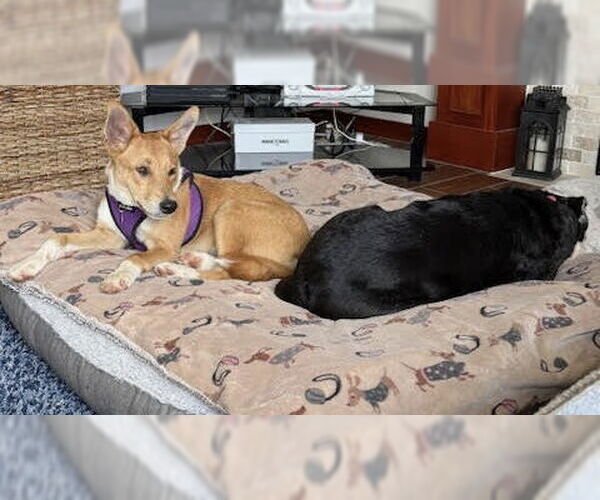 Medium Photo #14 Mutt Puppy For Sale in Princeton, MN, USA