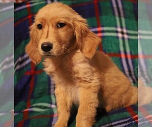 Golden Retriever Dog for Adoption in BLOOMINGTON, Indiana USA