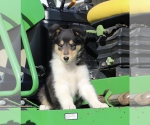 Collie Puppy for sale in FREDERICKSBURG, OH, USA