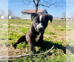 American Pit Bull Terrier-Spaniel Mix Dogs for adoption in Claremore, OK, USA