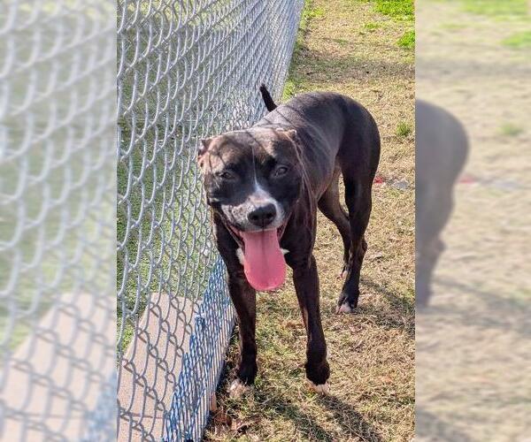 Medium Photo #2 Mutt Puppy For Sale in Texas City, TX, USA