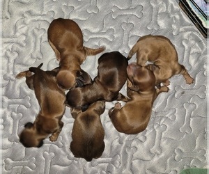 Dachshund Litter for sale in PINSON, AL, USA