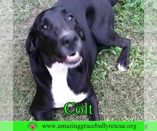 Medium Photo #3 Labrador Retriever-Unknown Mix Puppy For Sale in Pensacola, FL, USA