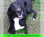 Small #2 Labrador Retriever Mix