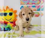 Small Photo #2 Goldendoodle Puppy For Sale in ALTUS, OK, USA